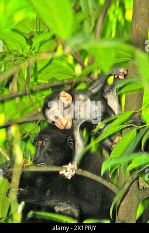 Ein Käppchen-Makaken (Macaca nigra) wird vor dem Hintergrund eines Jungvögels fotografiert, der auf einem Baum im Tangkoko-Wald in Nord-Sulawesi, Indonesien, unterwegs ist. Der Klimawandel ist einer der wichtigsten Faktoren, die die biologische Vielfalt weltweit mit alarmierender Geschwindigkeit beeinflussen, so ein Team von Wissenschaftlern unter der Leitung von Antonio acini Vasquez-Aguilar in ihrem im März 2024 veröffentlichten Forschungspapier, das auf environ Monit Assessment veröffentlicht wurde. Es könnte die geographische Verteilung von Arten verändern, einschließlich Arten, die stark von der Waldbedeckung abhängen, wie Primaten, sagen sie, wie ein anderes Team von Wissenschaftlern unter der Leitung von Miriam Plaza Pinto... Stockfoto