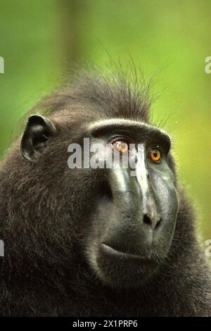 Porträt eines männlichen Helmmakaken (Macaca nigra) im Tangkoko-Wald, Nord-Sulawesi, Indonesien. Der Klimawandel ist einer der wichtigsten Faktoren, die die biologische Vielfalt weltweit mit alarmierender Geschwindigkeit beeinflussen, so ein Team von Wissenschaftlern unter der Leitung von Antonio acini Vasquez-Aguilar in ihrem im März 2024 veröffentlichten Forschungspapier, das auf environ Monit Assessment veröffentlicht wurde. Es könnte die geografische Verteilung von Arten verändern, einschließlich Arten, die stark von der Waldbedeckung abhängen, wie Primaten, wie sie sagen, während ein anderes Team von Wissenschaftlern unter der Leitung von Miriam Plaza Pinto warnt, dass "etwa ein Viertel der Primaten" reichen Stockfoto