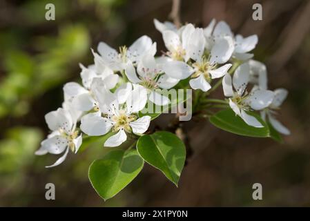 Pyrus communis, gewöhnliche Birnen-weiße Frühlingsblumen Nahaufnahme selektiver Fokus Stockfoto