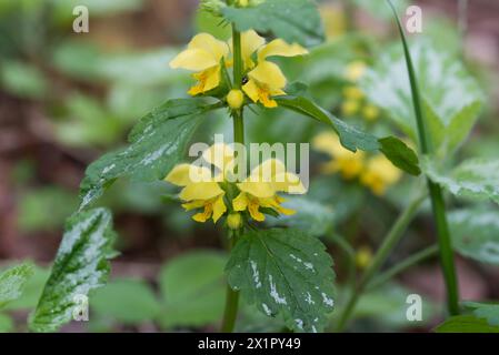 Lamium Galeobdolon, gelbe Erzengel Frühlingsblumen Nahaufnahme selektiver Fokus Stockfoto