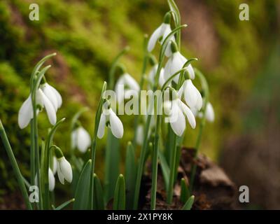 Schneeglöckchen und Moos auf einem Baum Stockfoto