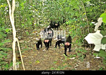 Eine Truppe von Haubenmakaken (Macaca nigra) bewegt sich auf einem Pfad im Tangkoko-Wald in Nord-Sulawesi, Indonesien. Der Klimawandel ist einer der wichtigsten Faktoren, die die biologische Vielfalt weltweit mit alarmierender Geschwindigkeit beeinflussen, so ein Team von Wissenschaftlern unter der Leitung von Antonio acini Vasquez-Aguilar in ihrem im März 2024 veröffentlichten Forschungspapier, das auf environ Monit Assessment veröffentlicht wurde. Es könnte die geographische Verteilung von Arten verändern, einschließlich Arten, die stark von der Waldbedeckung abhängen, wie Primaten, sagen sie, während ein anderes Team von Wissenschaftlern unter der Leitung von Miriam Plaza Pinto warnt, dass "etwa ein Viertel der Primaten" reicht... Stockfoto