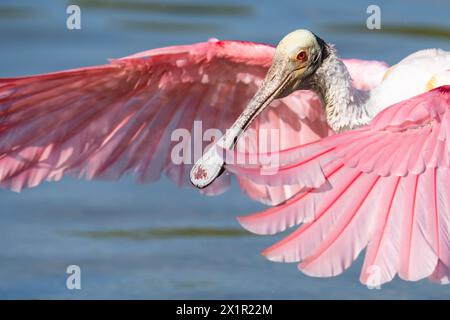 Ein Rosenlöffelschnabel schlägt seine Flügel, während er am Rande eines Sees in Orlando, Florida, auf der Suche ist. Stockfoto