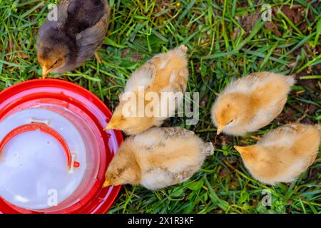 Kleine Hühner, die von speziellen Futtermitteln auf dem Land essen. Stockfoto