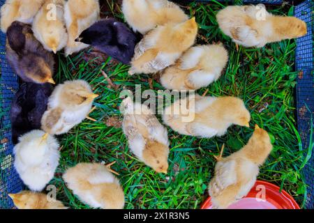 Niedliche kleine Vögel auf dem Land, die von speziellem Futterhäuschen essen. Stockfoto