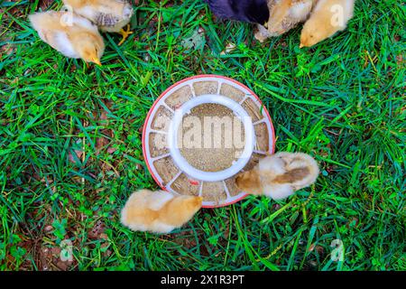 Vögel auf dem Land essen von speziellen Futtermitteln. Stockfoto