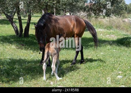 Das kleine Fohlen braune Pferd, das ich im Sommer hinter meiner Mutter versteckt habe, spielte Versteckspiele Stockfoto