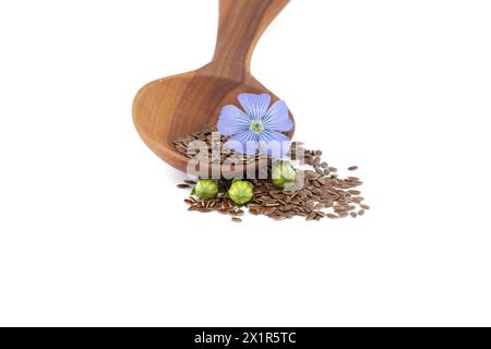 Holzlöffel gefüllt mit kleinen braunen Leinsamen und einer blauen Leinpflanze blüht neben Leinsamen-Früchten runde Kapseln isoliert auf weißem Hintergrund Stockfoto