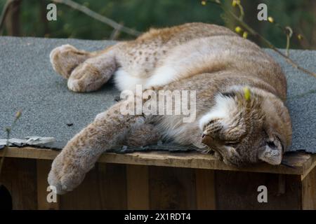 Wunderschöner eurasischer Luchs, der auf seinem Käfig im Zoo schläft Stockfoto