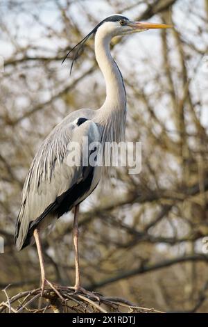 Ein Graureiher (Ardea cinerea), der auf seinem Nest in Wien steht Stockfoto