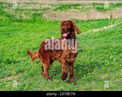 Weurt, Niederlande. April 2024. Ein Hund spielt auf einem sehr grünen Feld. Die erste Frühlingshälfte war die bisher wärmste in den Niederlanden seit Beginn der Temperaturmessungen im Jahr 1901. In der ersten Frühlingshälfte wurden auch drei tägliche Wärmerekorde gebrochen. März 2024 war der wärmste März aller Zeiten, mit einer durchschnittlichen Temperatur von 9 Grad an der nationalen Wetterstation in de Bit, verglichen mit den typischen 6,5 Grad. Quelle: SOPA Images Limited/Alamy Live News Stockfoto