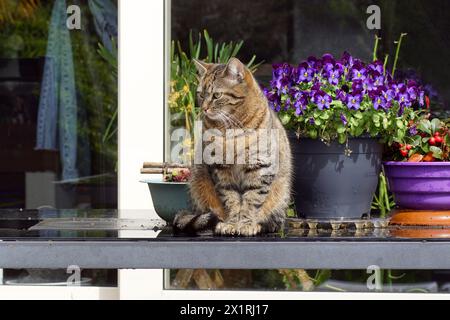 Europäische Kurzhaar, Hauskatze, die auf einem schwarzen Terrassentisch aus Glas mit Veilchen und Schachbrei ruht. Sonnig, Frühling, April, Niederlande Stockfoto