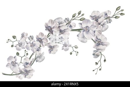 Zweige weißer Orchideenblüten in diagonaler Zusammensetzung. Aquarellillustration isoliert auf weißem Hintergrund. Tropische Pflanzen, botanische Malerei. Für Stockfoto