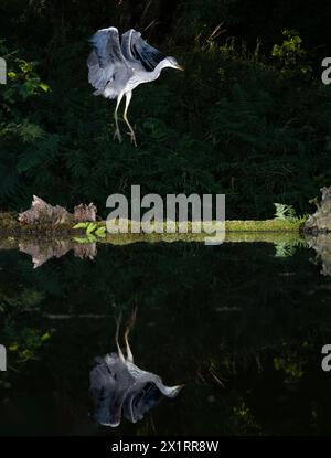 Bei Nacht gefangen, kommt ein grauer Reiher, Ardea cinerea, mit ausgebreiteten Flügeln und Reflexion im stillen Wasser eines Pools an Land Stockfoto