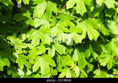 Nahaufnahme junger grüner Blätter einer Ahornhecke (Acer campestre) im Frühjahr. Holländischer Garten. April, Niederlande Stockfoto