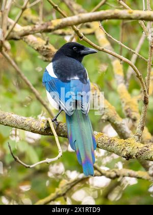 Eurasische Elster mit buntem Schwanz - Pica Pica Stockfoto