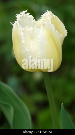 Tulpenblüte gesäumt ist sehr zart und schön während der Blütezeit im Frühling im Freien Makrofotografie Stockfoto