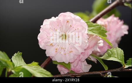 Mandel Triloba ist ein blühender Pflanzenstrauch Stockfoto