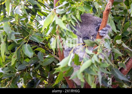 Ein Koala, Phascolarctos cinereus, zusammengerollt und schlafend in einem Eukalyptusbaum, Australien. Dieses süße Beuteltier ist in der Wildnis gefährdet. Stockfoto