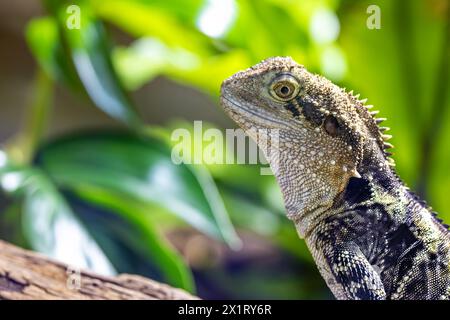 Nahaufnahme eines östlichen Wasserdrachen, Intellagama lesueurii, ein Arborealagamid in der Nähe von Flüssen und Bächen. Sydney, Australien. Stockfoto