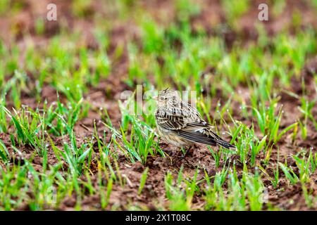 Eine Skylark auf einem Feld Stockfoto