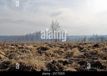 Eine einsame Birke auf einem gepflügten Feld, im Frühling Stockfoto
