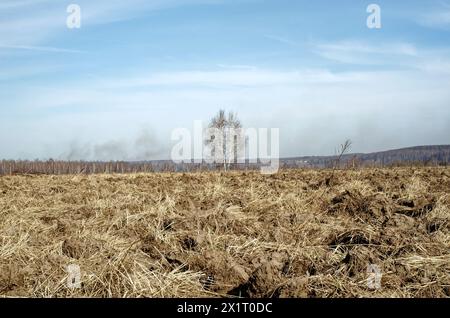 Eine einsame Birke auf einem gepflügten Feld, im Frühling Stockfoto