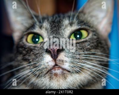 Eine junge Katze liegt in einer Wohnung, unter einem Stuhl Stockfoto