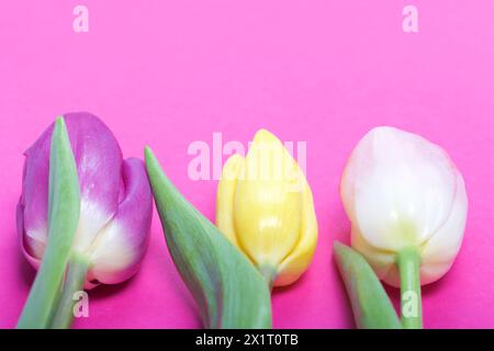Frühlingsblumen. Tulpenstrauß verschiedener Farben vor dem Hintergrund von Fuchsia. Stockfoto