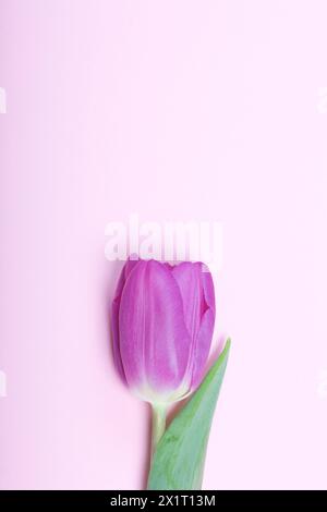 Frühlingsblumen. Eine pinkfarbene Tulpe auf rosa Hintergrund. Stockfoto