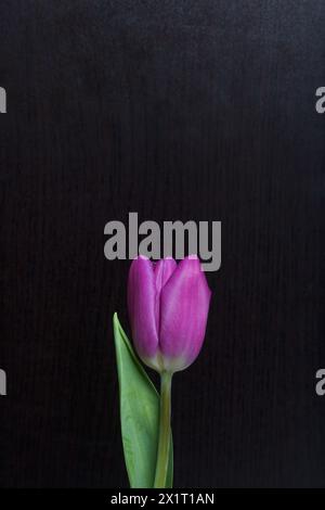 Frühlingsblumen. Eine pinkfarbene Tulpe auf dunklem Hintergrund. Stockfoto