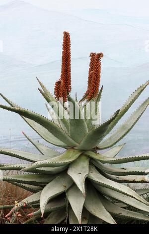 Aloe ferox, allgemein bekannt als Bitteraloe, ist eine Art blühender Pflanze aus der Familie der Asphodelaceae. Diese holzige Aloe ist im südlichen Afri heimisch Stockfoto