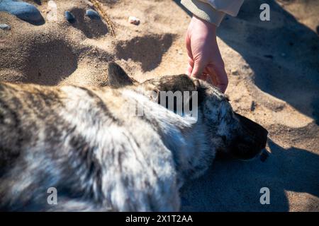 Erleben Sie einen herzerwärmenden Moment, während eine Frau einem streunenden Hund an der Sandküste Liebe und Mitgefühl zeigt. Stockfoto