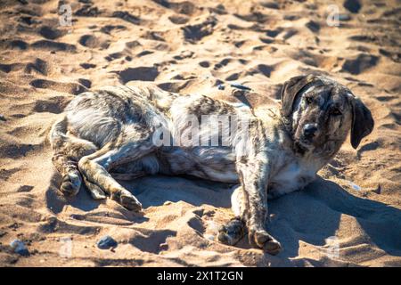 Beobachten Sie, wie ein zufriedener Hund inmitten des Küstenstrandes Glückseligkeit findet und die Sonne in ruhiger Entspannung genießt. Stockfoto