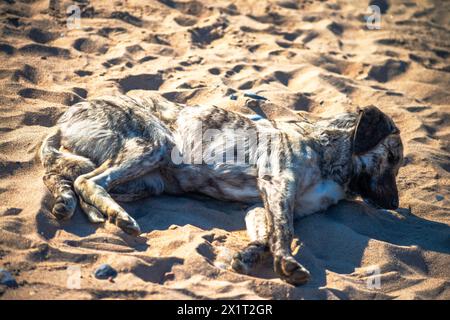 Beobachten Sie, wie ein zufriedener Hund inmitten des Küstenstrandes Glückseligkeit findet und die Sonne in ruhiger Entspannung genießt. Stockfoto