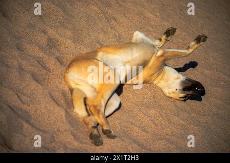 Beobachten Sie, wie ein zufriedener Hund inmitten des Küstenstrandes Glückseligkeit findet und die Sonne in ruhiger Entspannung genießt. Stockfoto