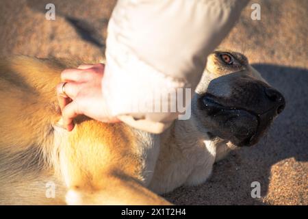 Erleben Sie die pure Freude und die unerschütterliche Bindung zwischen einer Frau und ihrem geliebten Hund in jedem Moment der Liebe und des Lachens. Stockfoto