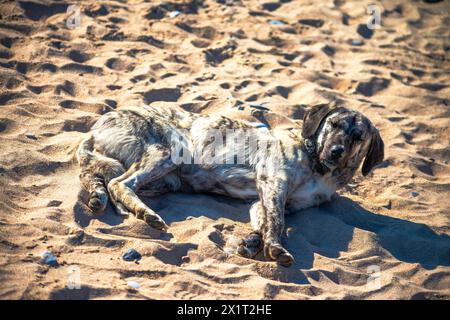 Beobachten Sie, wie ein zufriedener Hund inmitten des Küstenstrandes Glückseligkeit findet und die Sonne in ruhiger Entspannung genießt. Stockfoto