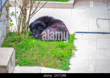 Finden Sie Ruhe in einem ruhigen Schlaf, während der verschlafene schwarze Hund im Garten liegt, eingebettet in das üppige grüne Gras. Stockfoto