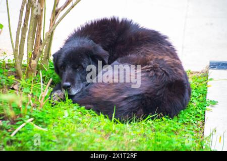 Finden Sie Ruhe in einem ruhigen Schlaf, während der verschlafene schwarze Hund im Garten liegt, eingebettet in das üppige grüne Gras. Stockfoto