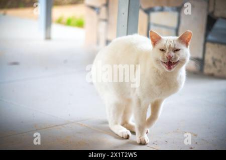 In einem Schneesturm der Wut steht die weiße Katze aggressiv auf dem Boden, bereit für den Kampf, zischen und schnurren. Stockfoto