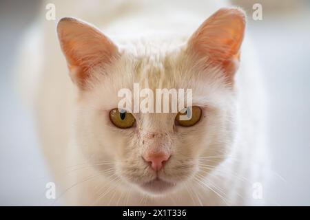 Ein atemberaubendes Nahaufnahme-Foto einer fokussierten weißen Katze, die ihre komplizierten Merkmale und ihre charmante Persönlichkeit festmacht. Stockfoto