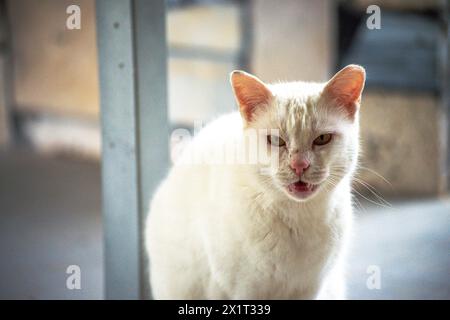 Beobachten Sie die frostige Wut, während die weiße Katze eine aggressive Haltung einnimmt, zischt und widerstreitet. Stockfoto