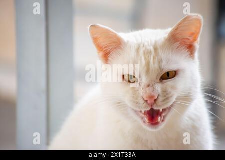 Beobachten Sie die frostige Wut, während die weiße Katze eine aggressive Haltung einnimmt, zischt und widerstreitet. Stockfoto