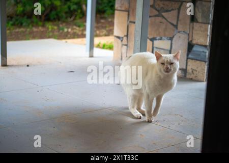 In einem Schneesturm der Wut steht die weiße Katze aggressiv auf dem Boden, bereit für den Kampf, zischen und schnurren. Stockfoto