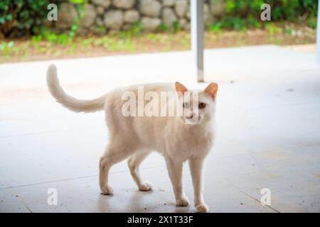 In einem Schneesturm der Wut steht die weiße Katze aggressiv auf dem Boden, bereit für den Kampf, zischen und schnurren. Stockfoto