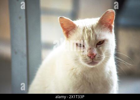 Beobachten Sie die frostige Wut, während die weiße Katze eine aggressive Haltung einnimmt, zischt und widerstreitet. Stockfoto