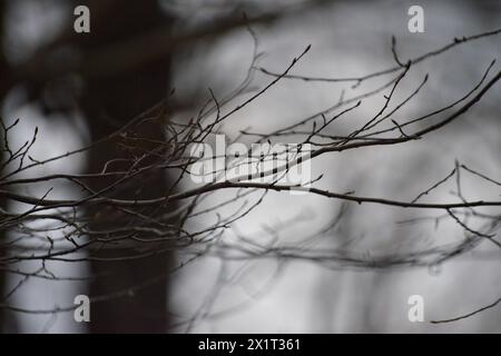 Eine ruhige Darstellung dünner Äste inmitten eines üppigen Waldes, die die zarte Schönheit und den ätherischen Charme der ruhigen Landschaft der Natur einfängt. Stockfoto