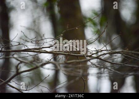 Eine ruhige Darstellung dünner Äste inmitten eines üppigen Waldes, die die zarte Schönheit und den ätherischen Charme der ruhigen Landschaft der Natur einfängt. Stockfoto