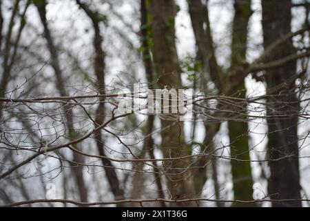Eine ruhige Darstellung dünner Äste inmitten eines üppigen Waldes, die die zarte Schönheit und den ätherischen Charme der ruhigen Landschaft der Natur einfängt. Stockfoto